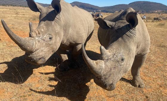 ONU apoia Universidade da África do Sul em projeto para salvar rinocerontes